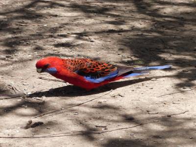 Loros en libertad