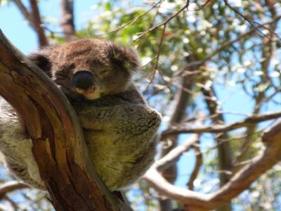 Koala Spot