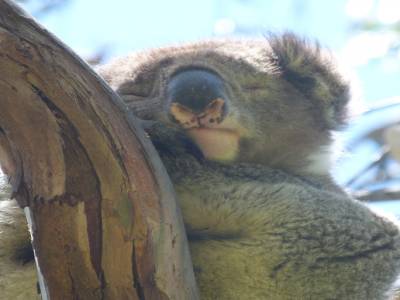 Koala Spot