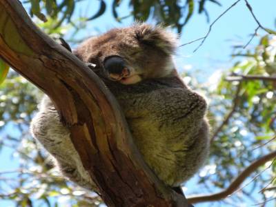 Koala Spot
