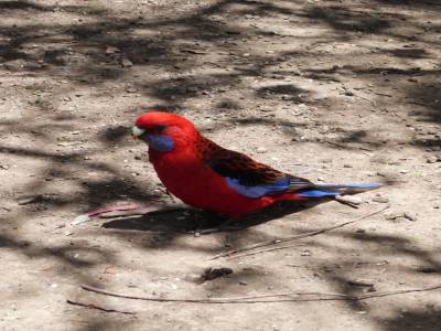 Loros en libertad