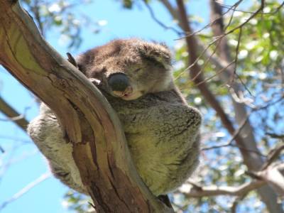 Koala Spot