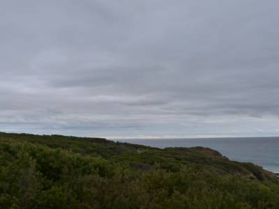 Otway forest