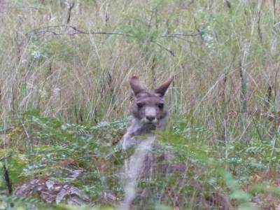 Otway forest