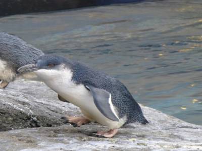 Pingouin bleu au centre antarctique