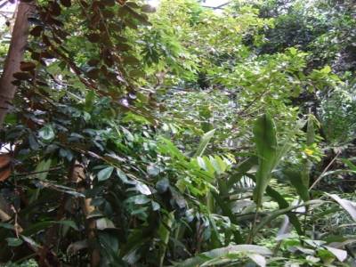 Au biodom, la foret tropicale