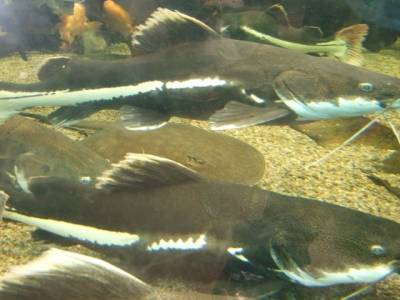 Faune du fleuve St Laurent - 