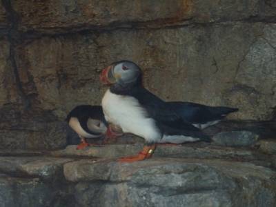 Macareux ou puffins du pole 