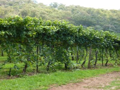 Kings Valley