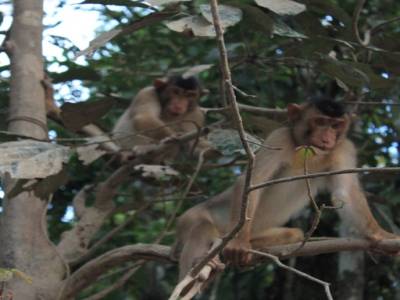 Macaques à queue longue