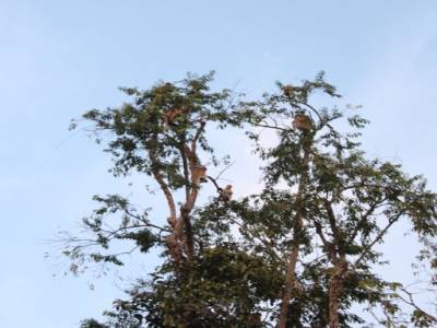 Plein de singes Proboscis