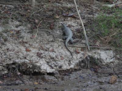 Lézard Monitor
