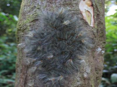 Un paquet de chenille