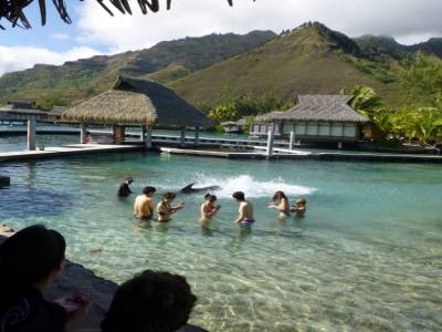 Moorea - le dauphin de l'intercontinental