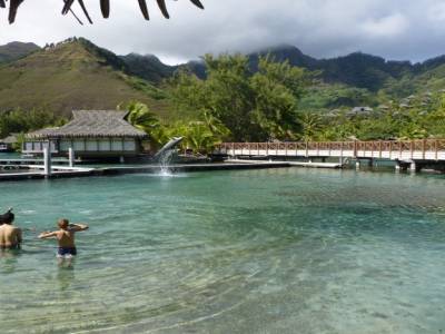 Moorea - le dauphin