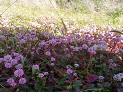 fleurs au milieu d'un désert de lave