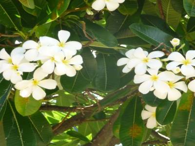 fleurs sur Kawaii