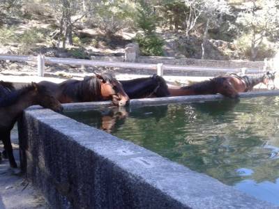 chevaux