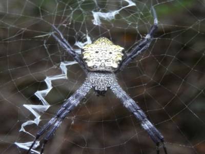 araignée locale