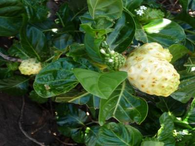 fruit local