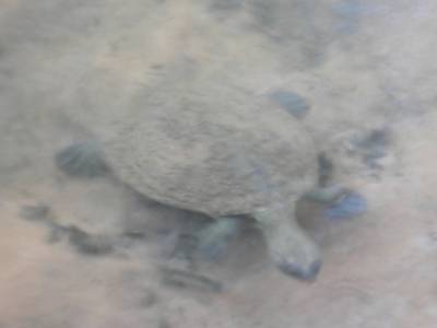 tortue