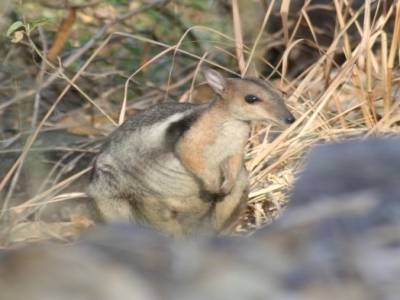 rock wallabie