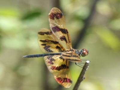 dragon fly 