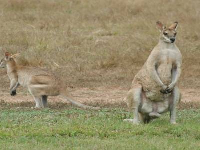 wallabies envahissant le camping