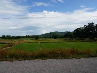 Route au milieu des rizières