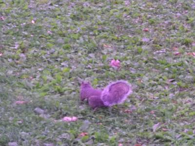 L'un des nombreux écureuils gris du parc de Jarry