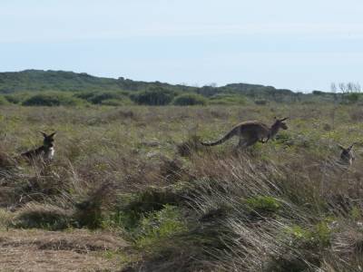 Wilson Promotory National Park