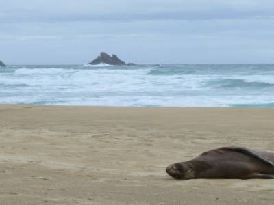 Otago peninsula- Nugget Point