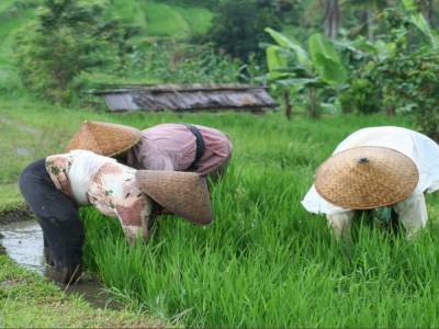 des agricultrices avec leur chapeau pointu