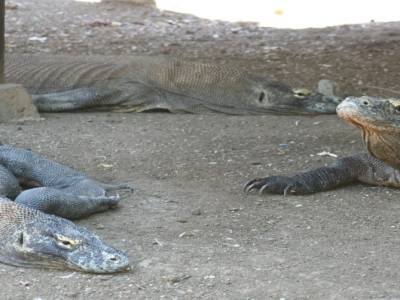 les dragons
