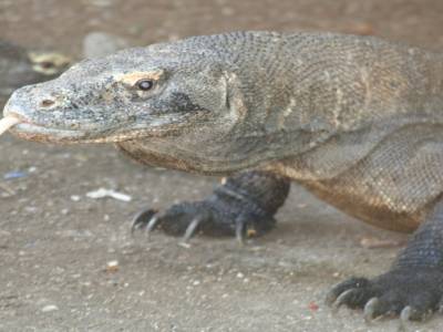 dragon de Komodo