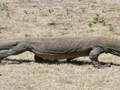 le dragon de Komodo