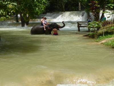 elephant a la cascade TatSae