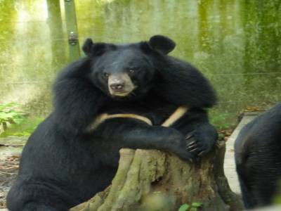 Ours Laotien