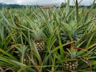 Plantation d'ananas