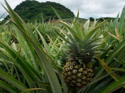 Plantation d'ananas