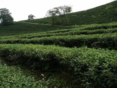 Plantation de thé