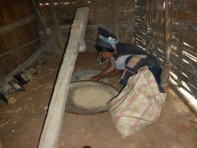 extraction du riz