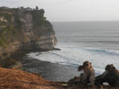 la falaise et les singes