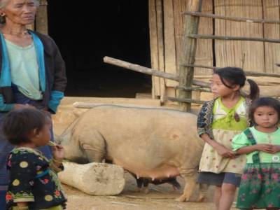 Village Hmong