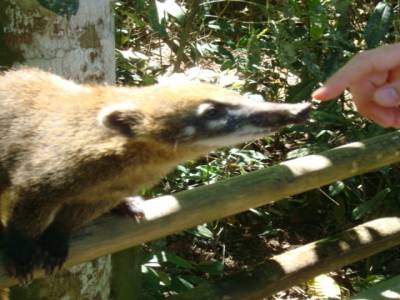 iguazu - animal très sympa - le coati