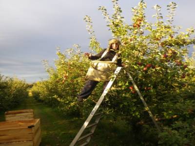 Alexia dans le verger