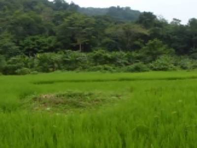 Paysage LuangNamtha