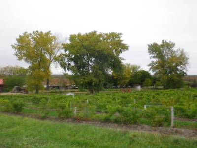 Le vignoble des Côtes d'Ardoise
