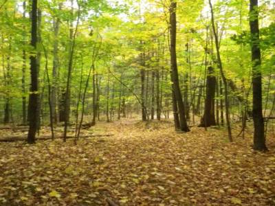 Forêt au dessus du vignoble