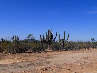 cactus